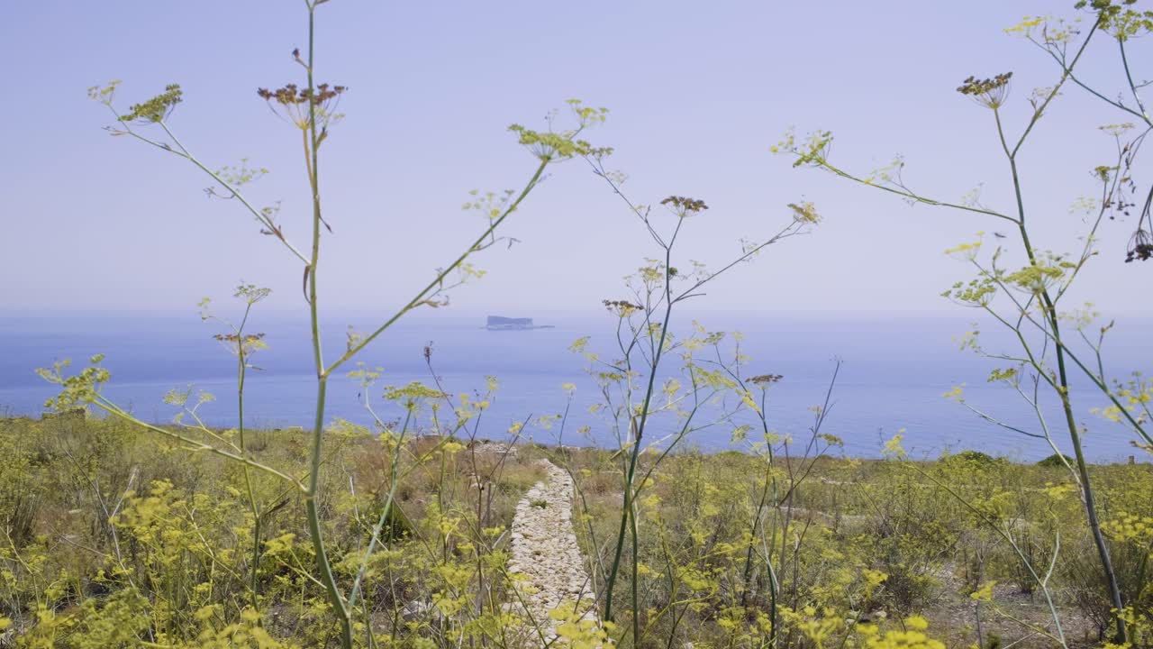 Summers day in Malta looking over The Maltese islet of Filfla with flowers in the foreground