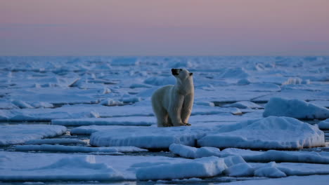 polar bear on ice floes at sunrise/sunset