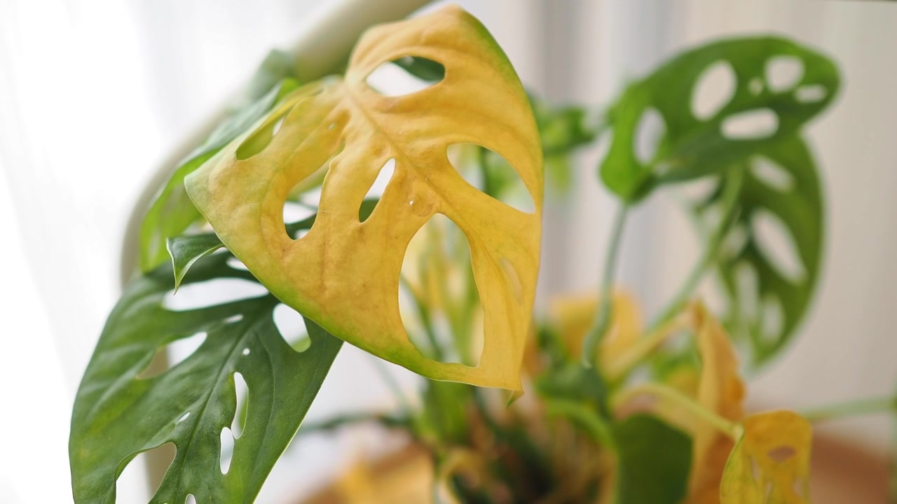 Kellastuva lehti Monstera Adansonii -huonekasvissa