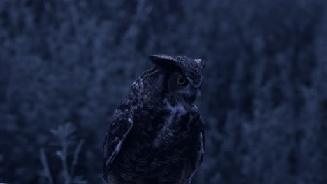 great horned owl looking for prey at night