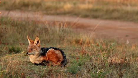 black-backed jackal lies curled up in field waiting for sunrise rays to warm up