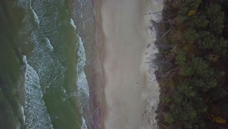 Beautiful-aerial-establishing-birdseye-view-of-Baltic-sea-coast-on-a-sunny-evening,-sunset,-golden-hour,-beach-with-white-sand,-coastal-erosion,-climate-changes,-wide-angle-drone-shot-moving-forward