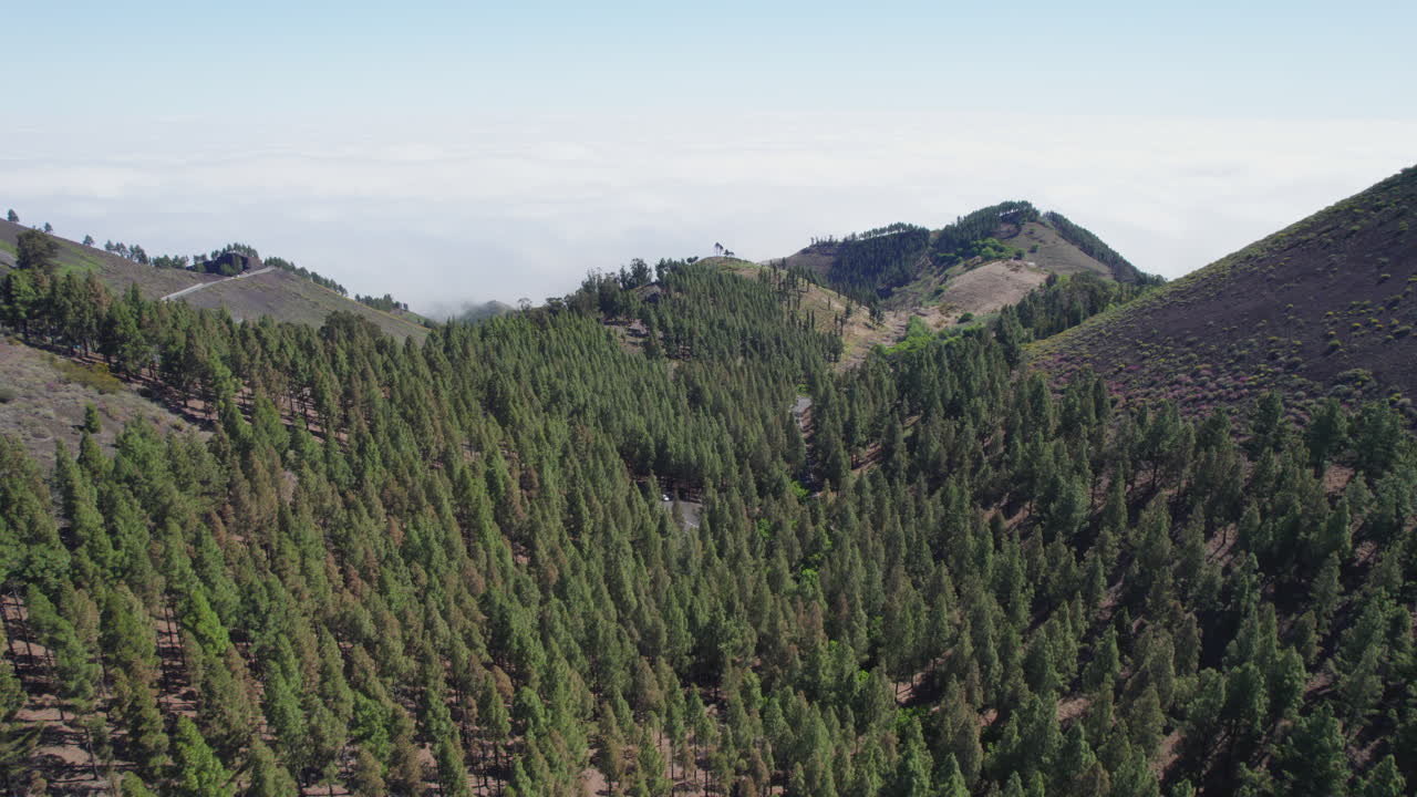 Aerial view of a vast pine forest covering mountain slopes with clouds below