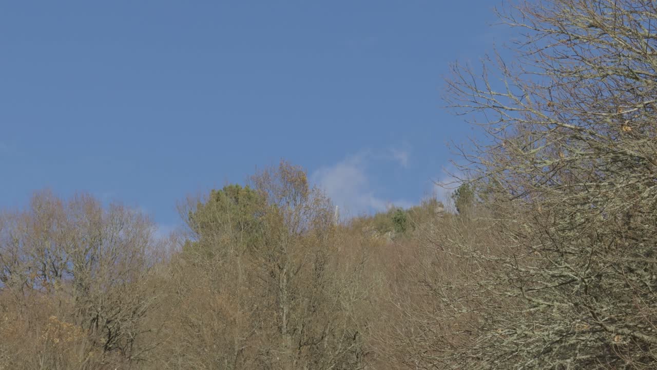 Toppen av eiketrær med fugl som flyr bak og klar blå himmel på en solskinnsdag