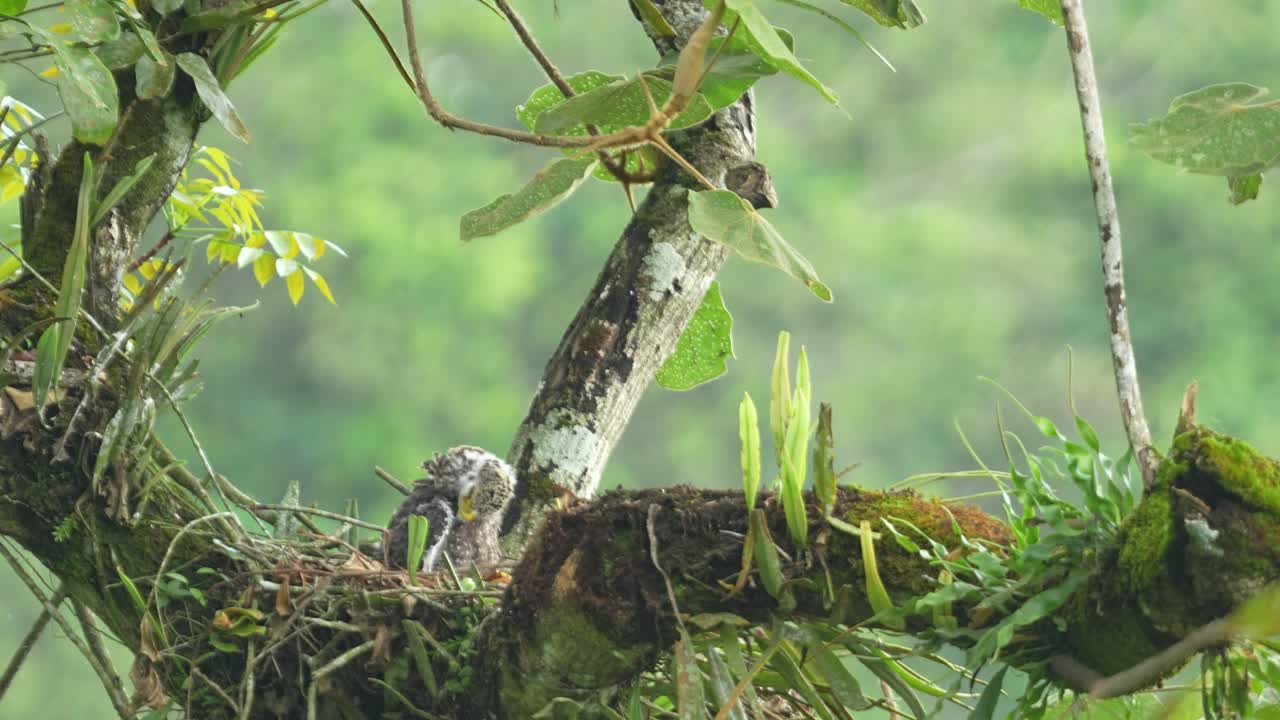 young baby Crested Serpent Eagle in a nest, built high on a tree branch covered in moss and epiphytes