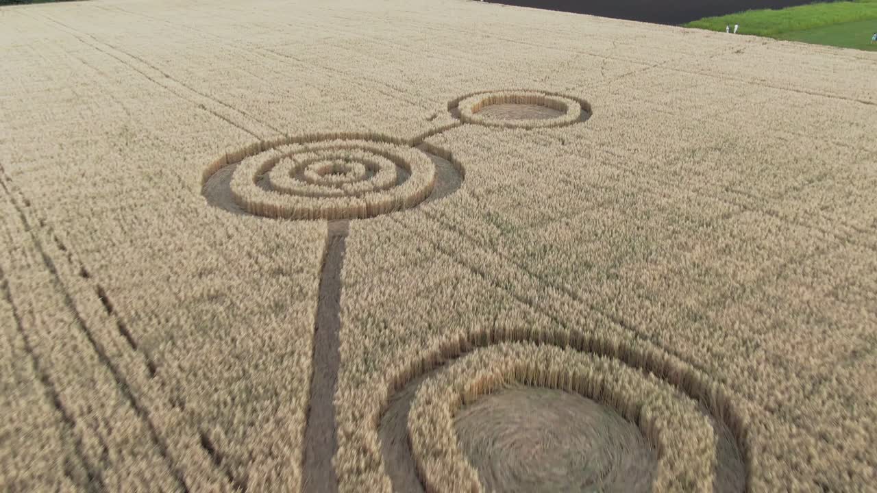 밀  에 있는 작물 원