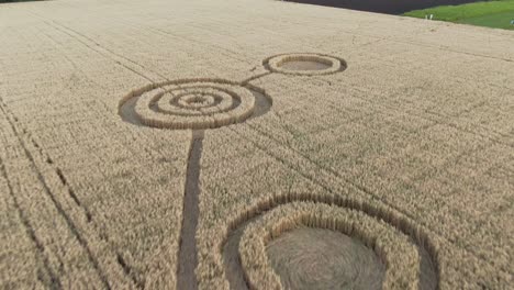 círculos de las cosechas en el campo de trigo