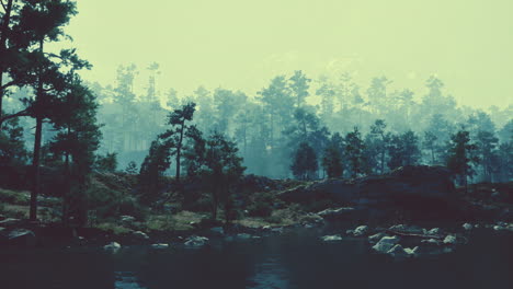 bosque de niebla junto a un río