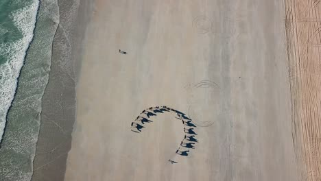 Kamele,-Die-Am-Strand-Im-Kreis-Laufen,-Vogelperspektive,-Antenne