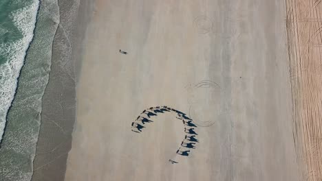 camels walking in a circle at beach, birds eye view, aerial