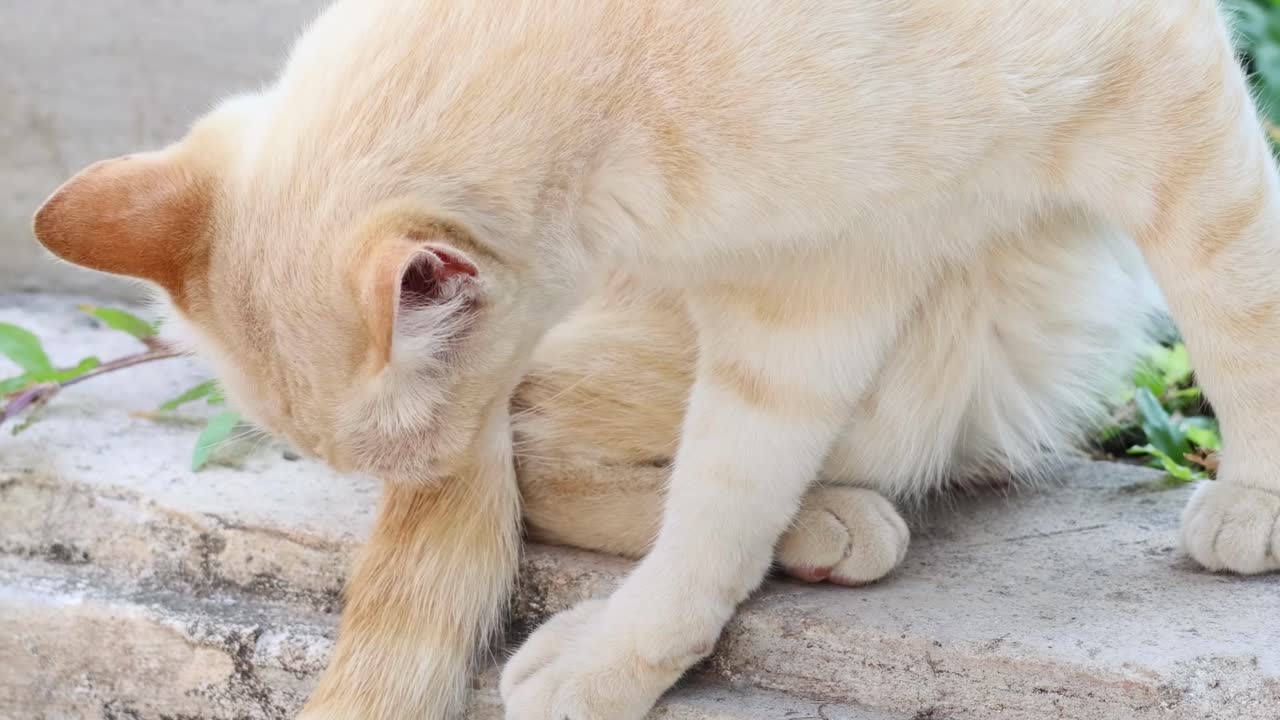 A cream-colored cat meticulously licks its paw while perched on a stone ledge outdoors.