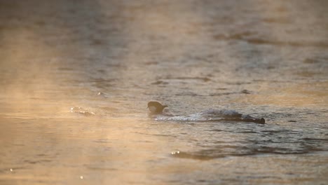 Cazo-De-Garganta-Blanca-Buscando-Comida-En-Un-Río-Congelado-Al-Atardecer,-Cámara-Lenta