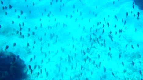 a lot of fishs are swimming in the hot blue water of the caribbean sea