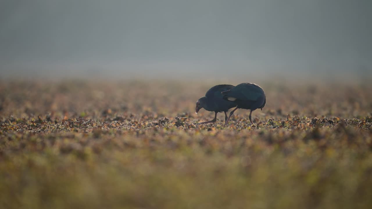 las ballenas de pantano de cabeza de rey se alimentan por la mañana.