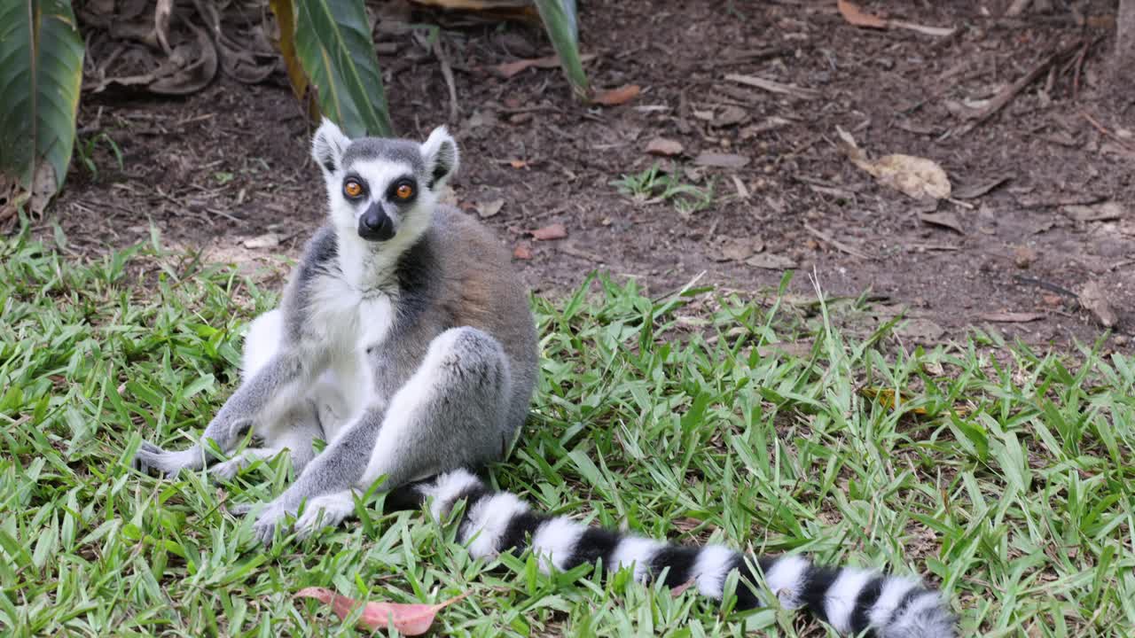 레무르가 잔디에서 상호 작용하고 휴식을 취하고 있습니다.