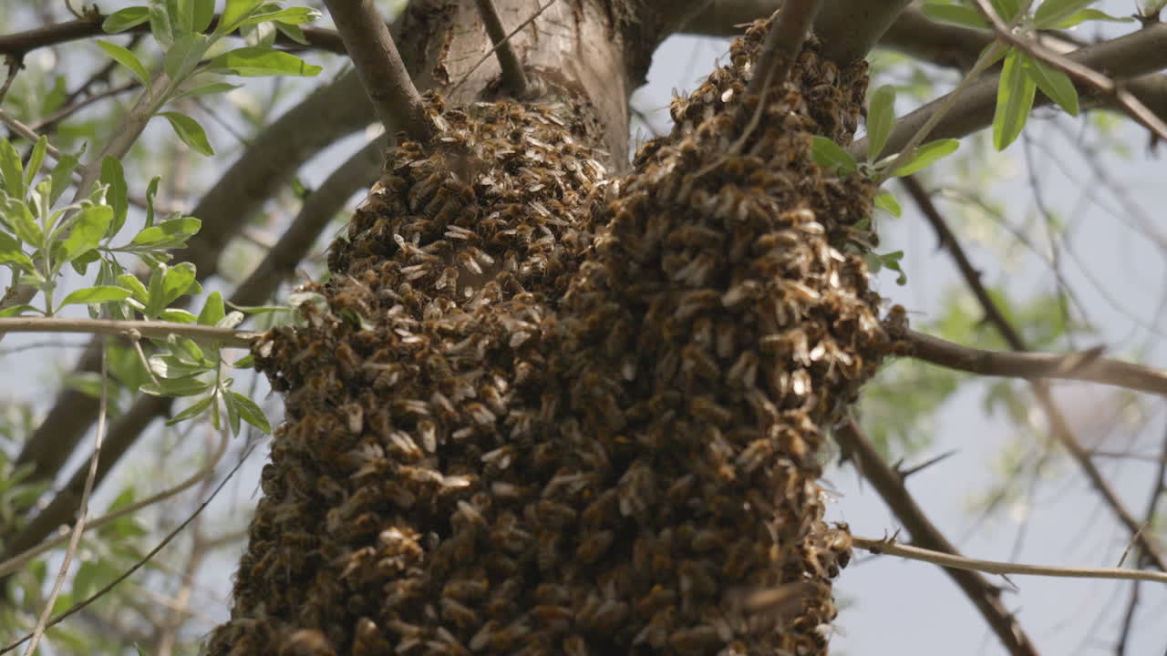 abejas voladoras emocionadas alrededor de un tronco de árbol con un enjambre de abejas en el fondo