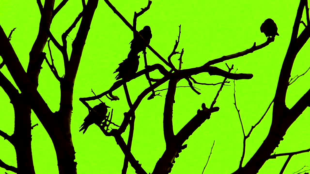 Silhouettes of the Crows Sitting in Tree Branches against the Green Screen Background