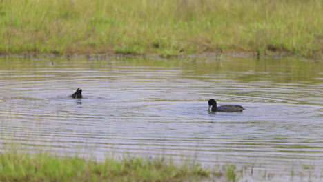 pair of coot diving and foraging on water