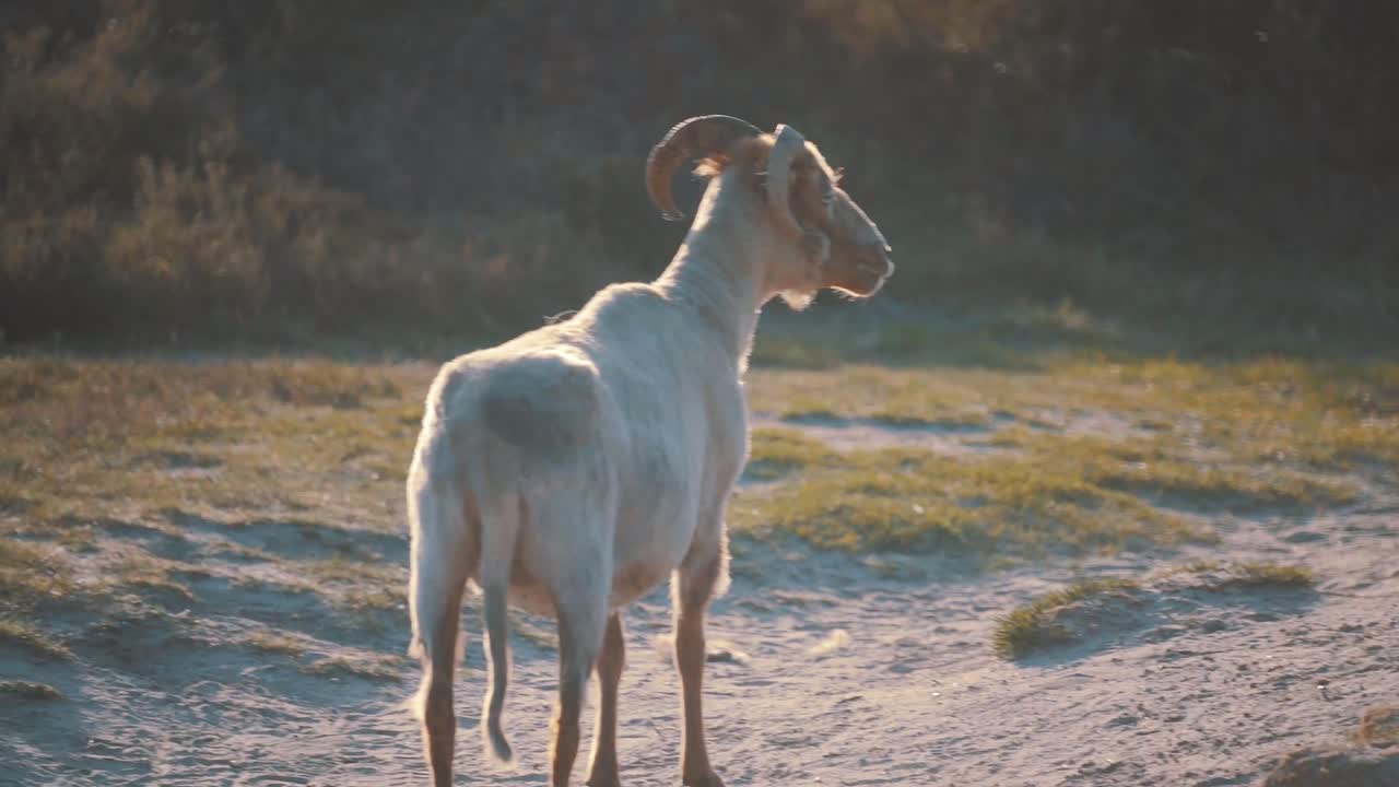vista trasera de una sola mirada fija en el paisaje veraniego de la playa, enfoque suave, tiro completo, mano, hora dorada