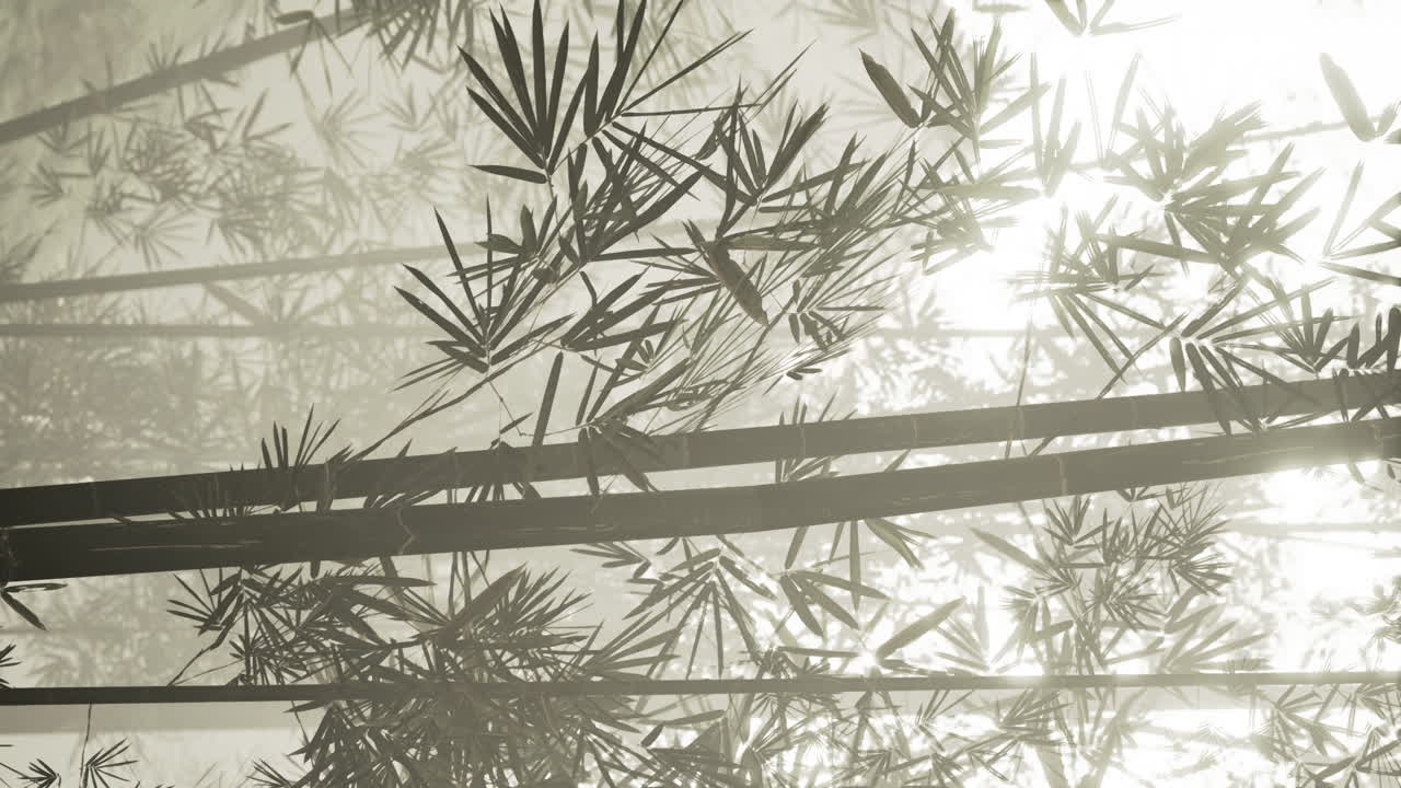 video vertical del bosque de brotes de bambú
