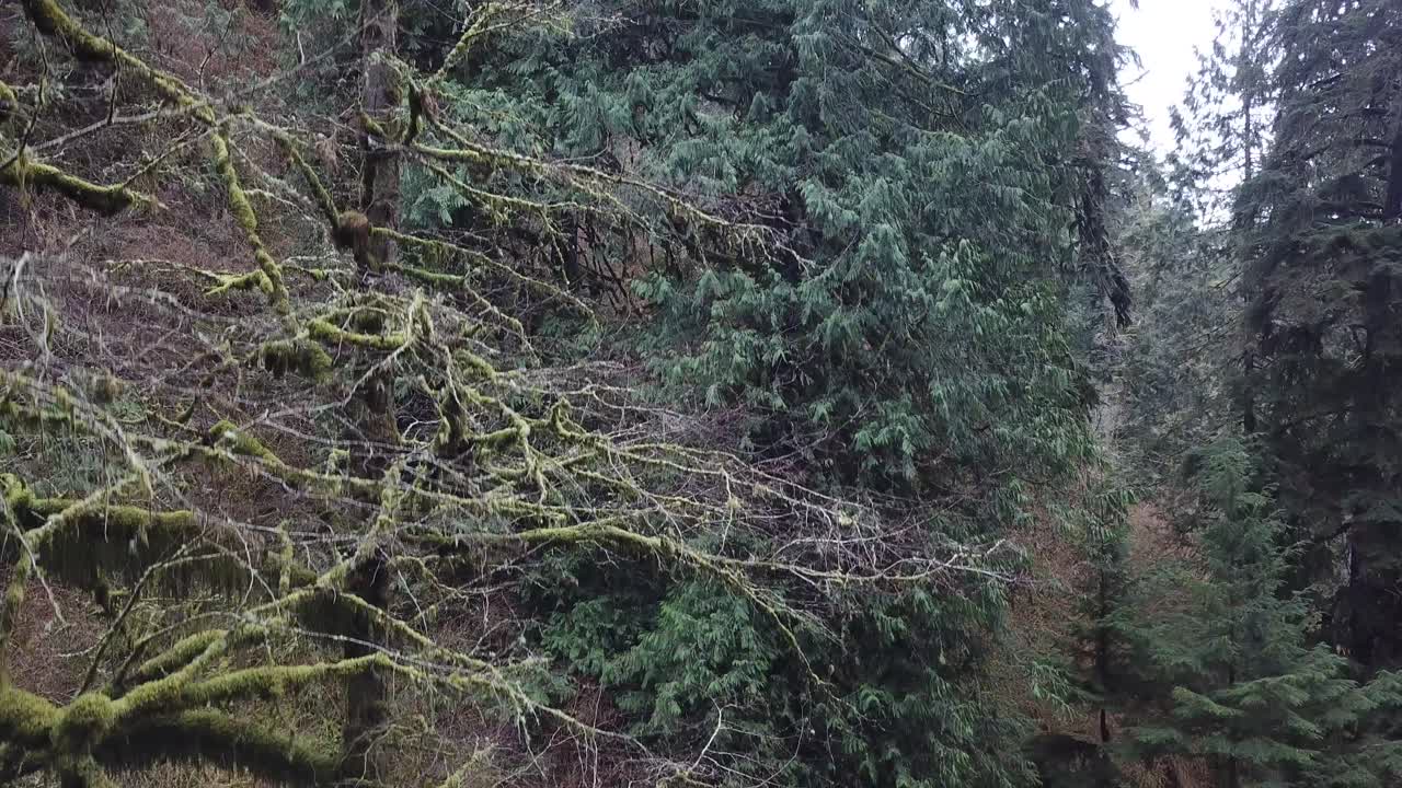 árboles altos en la exuberante selva tropical aérea