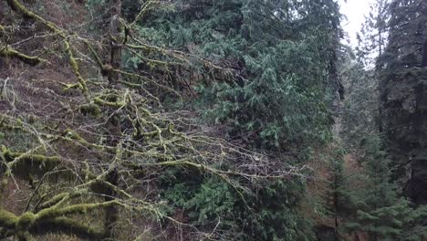 tall trees in lush green rainforest aerial