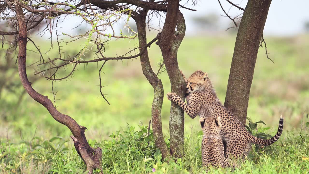 cachorros de guepardo en cámara lenta subiendo a un árbol en el parque nacional serengeti en tanzania en áfrica en animales de safari de vida silvestre africana, juego de conducción, juguetones de guepardos juguetones animales bebés