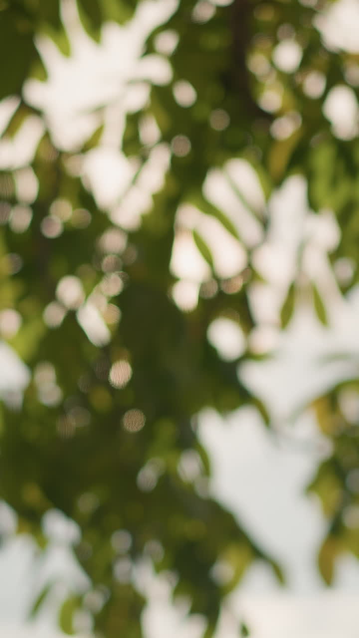 Suave luz solar a través de hojas verdes difuminadas que crea un contraluz de ensueño y un bokeh suave, neblina moteada y un cálido resplandor vespertino, ambiente tranquilo de parque con movimiento relajante y un ambiente meditativo silencioso