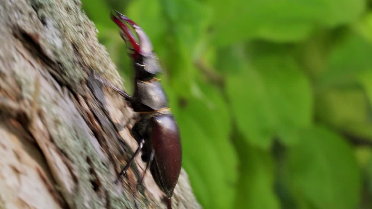 A large beetle Lucanus cervus creeps along the bark of a tree. Fighting beetle. Stag Beetle