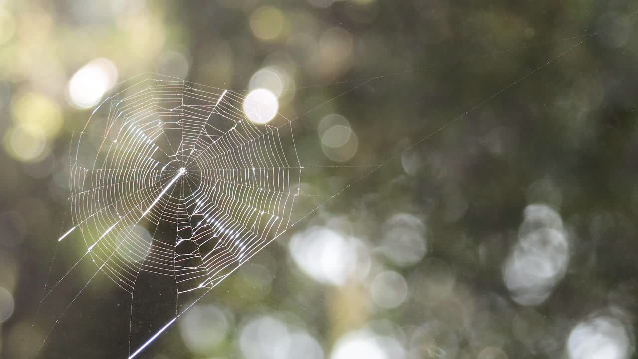 숲 속 의 물방울 으로 반이는 거미줄