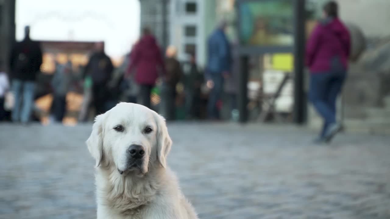 White dog in city looking cute, slow motion