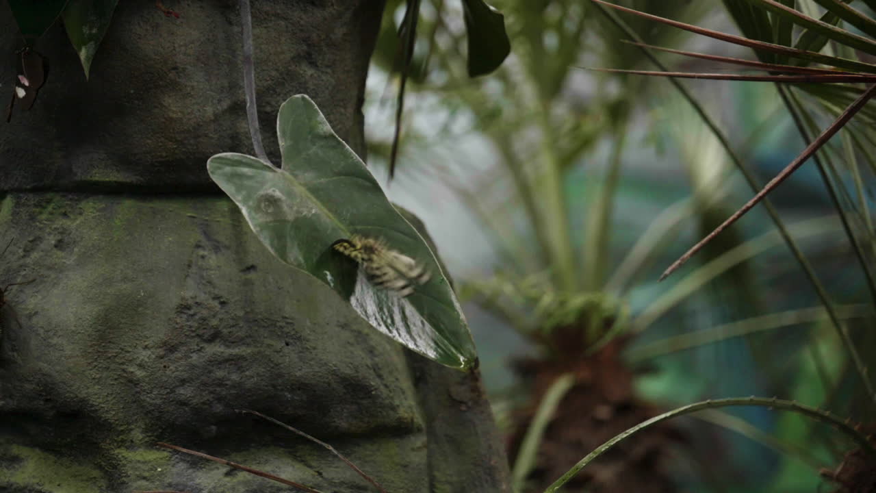 ⁇  나비 가 날개 를  ⁇ 고 초록색 식물 에서 멀리 날아가는 느린 영상, 120 fps