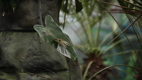 Slowmotion-of-White-Butterfly-flapps-with-wings-and-flies-away-from-a-green-plant,-120-fps