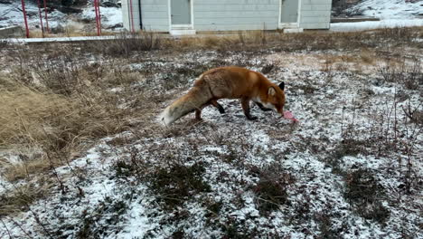 Toma-De-Mano-Mediana-De-Un-Zorro-Salvaje-En-Una-Isla-Abandonada-Recibiendo-Un-Regalo-De-Un-Visitante-En-Un-Día-Frío-Y-Ventoso