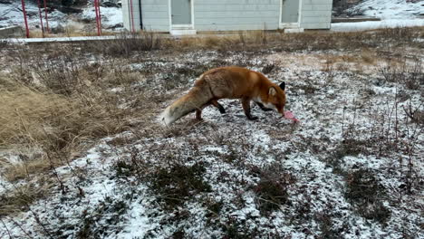 toma de mano mediana de un zorro salvaje en una isla abandonada recibiendo un regalo de un visitante en un día frío y ventoso