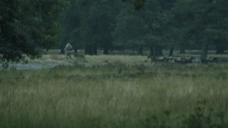 a shepherd leading many sheeps in the british military training area senne in paderborn, germany