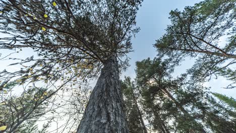 Old tall pine trees stretch to the blue sky