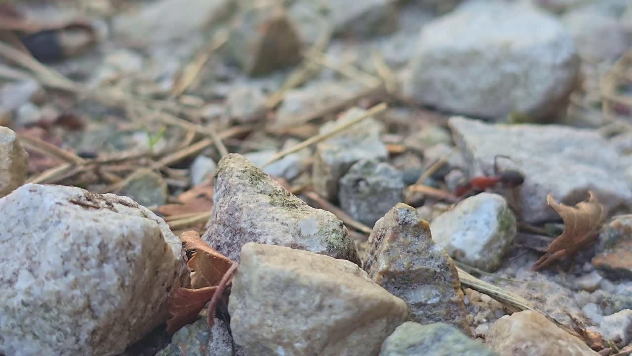 Static close-up of red ants moving across small rocks, soil, dry needles, and natural ground debris