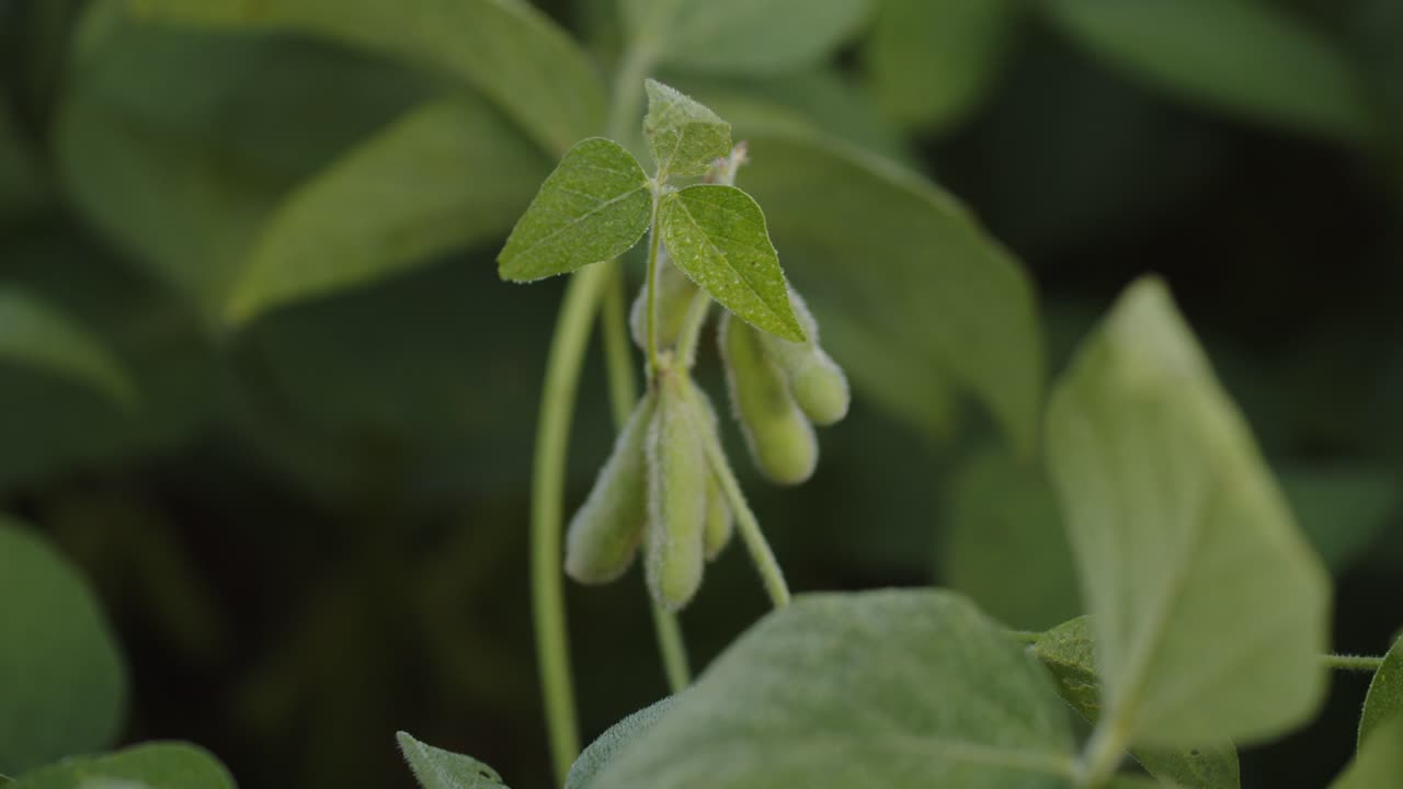 ブラジルの大豆プランテーション