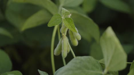 Sojabohnenplantage-In-Brasilien