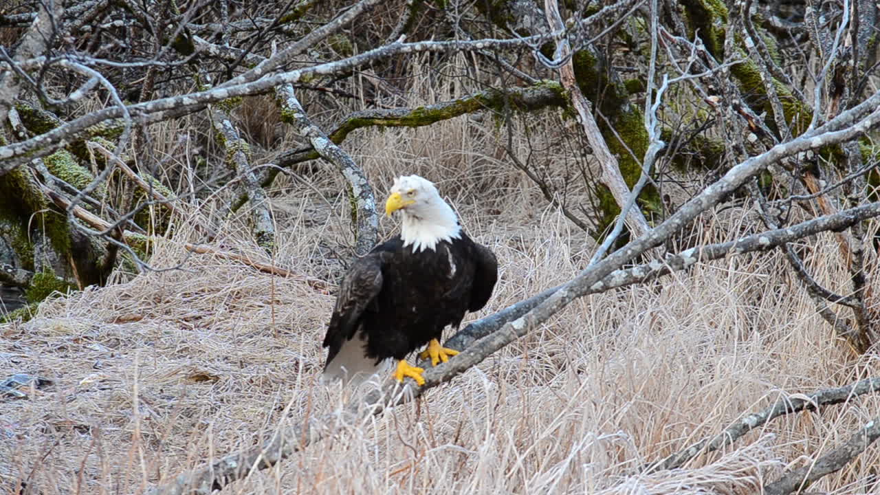 un águila calva vuela lejos de los gruesos alisos de la isla kodiak alaska