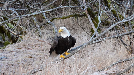 un águila calva vuela lejos de los gruesos alisos de la isla kodiak alaska