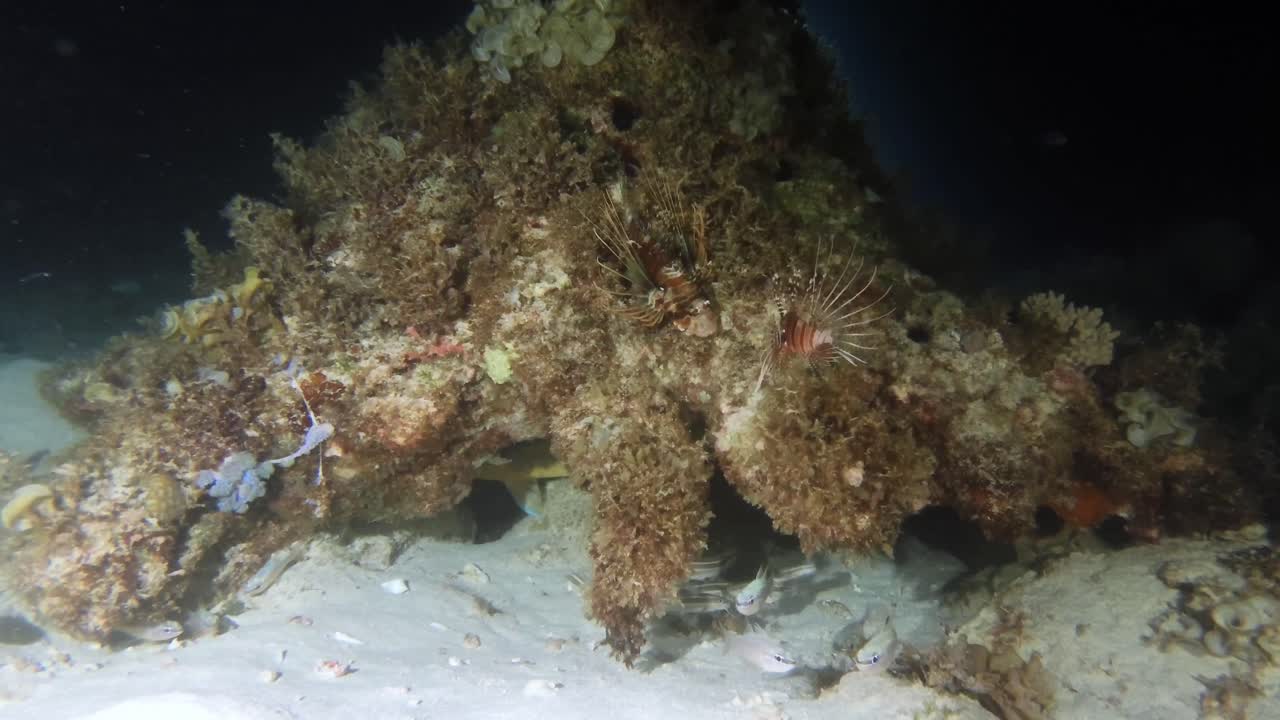 Coral reef at night with lionfish