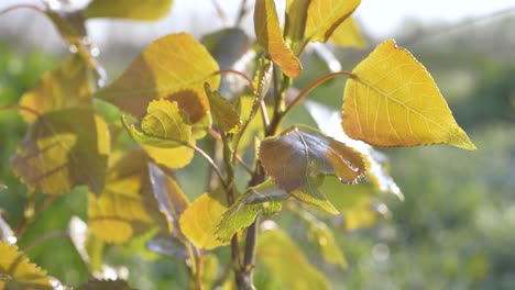 Frisches-Laub-Einer-Jungen-Pappel-Im-Wind,-Beleuchtet-Von-Der-Sonne