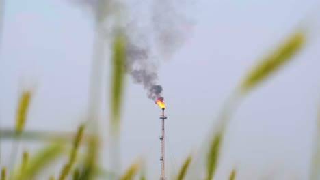 Weitwinkelaufnahme,-Flammen-Und-Rauch-Von-Einem-Industrieturm-Mit-Weizen-Im-Vordergrund-Vor-Blauem,-Dunstigem-Himmel