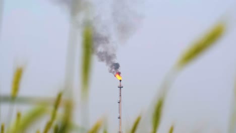 wide shot, flames and smoke from an industrial tower with wheat in the foreground against blue hazy sky