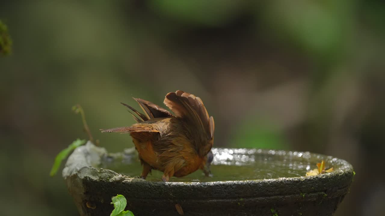 A Bird Splashing in a Bird Bath in a Lush Green Environment