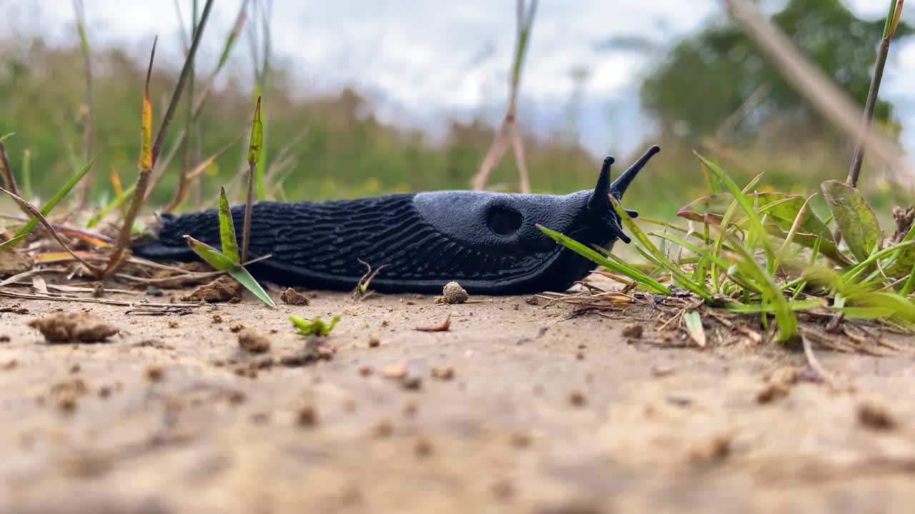 A large black slug moving from left to right, through dirt and grass moving it's tentacles