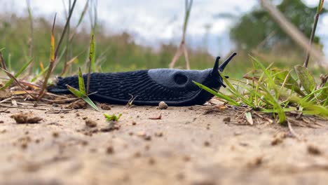 a large black slug moving from left to right, through dirt and grass moving it's tentacles