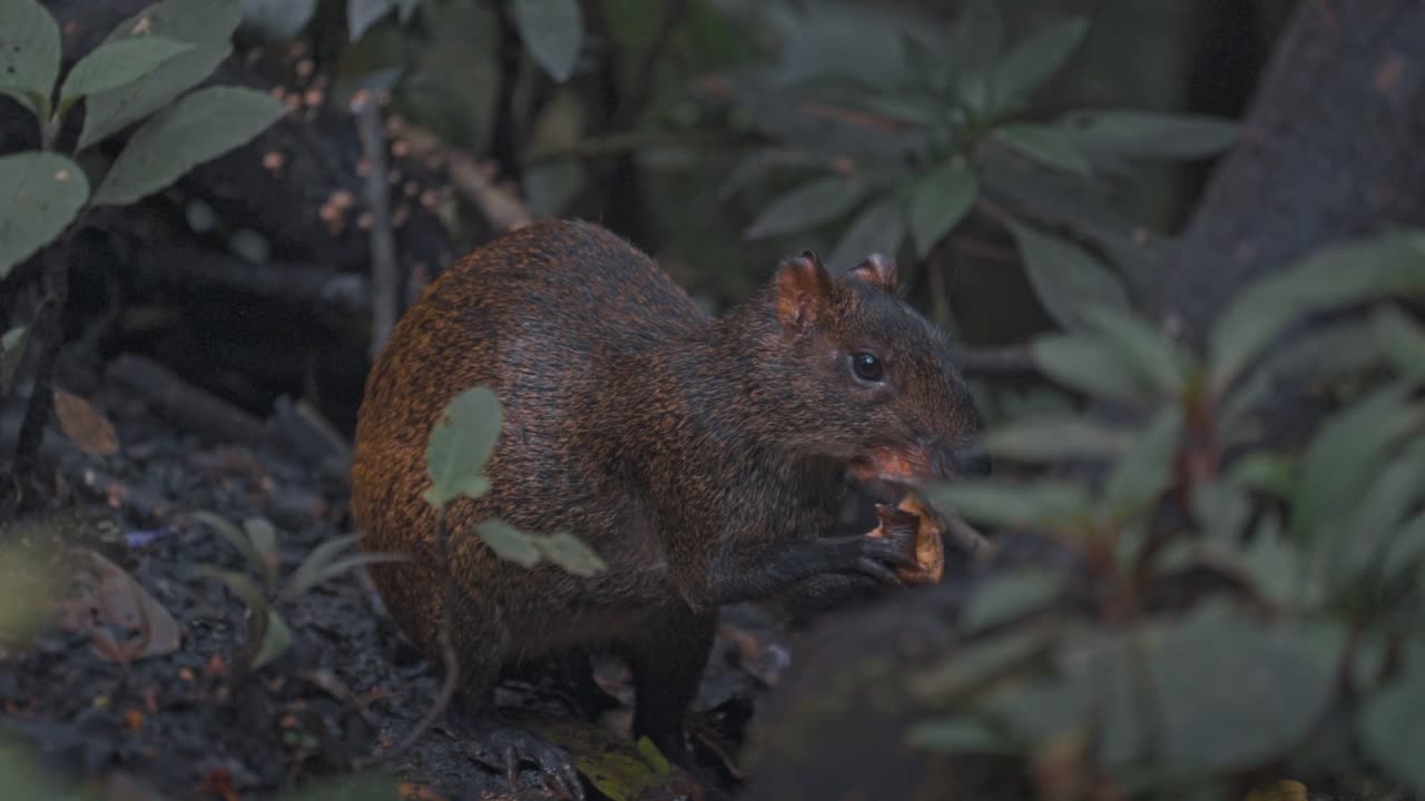 guatusa en mindó, ecuador